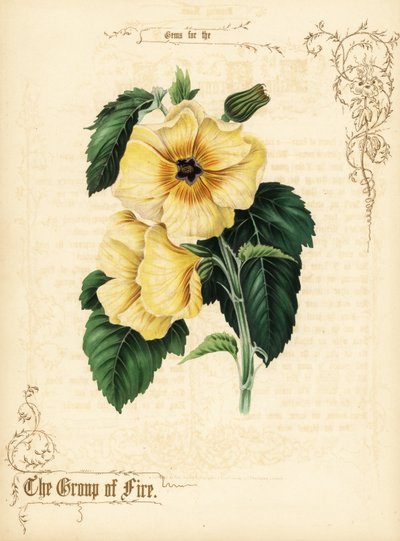 Yellow Hibiscus Flowers and Foliage by Paul Jerrard