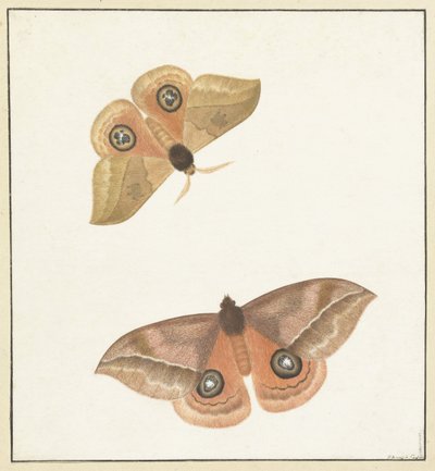 Two Butterflies by Paulus Knogh