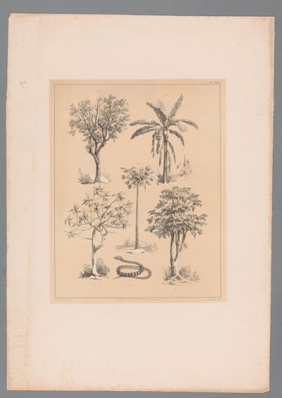 Five Types of Crops and a Snake by Paulus Lauters