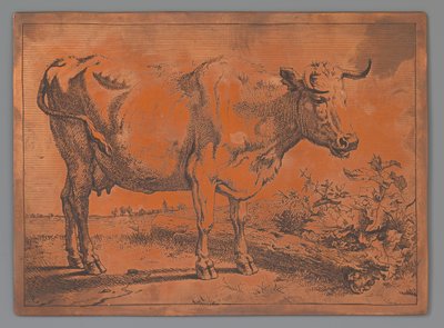 Cow by Paulus Potter