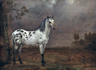 The Piebald Horse by Paulus Potter