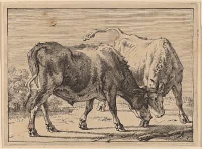 Two Oxen Fighting by Paulus Potter