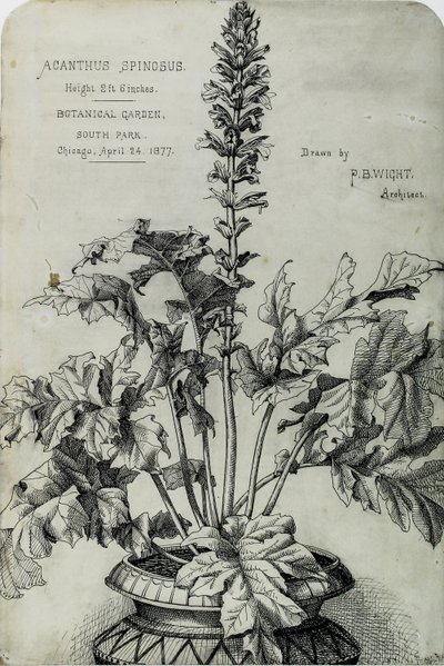 Acanthus Spinosus, Presentation Drawings by Peter Bonnett Wight