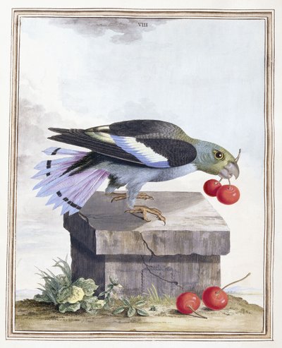 Plate VIII by Peter Brown