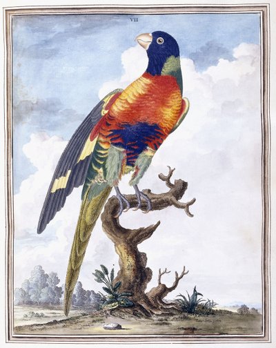 Plate VII by Peter Brown