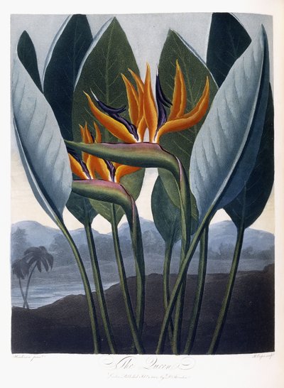 The Queen by Peter Charles Henderson