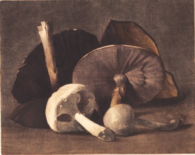 White Mushroom by Peter Vilhelm Ilsted