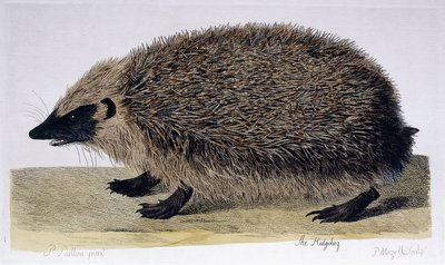 The Hedgehog by Peter Paillou