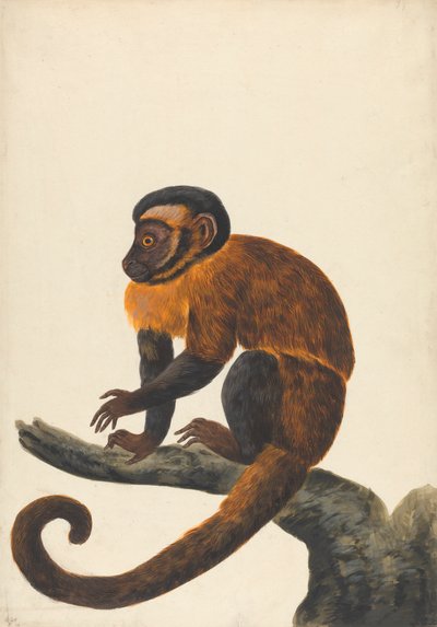 A Capuchin by Peter Paillou the younger