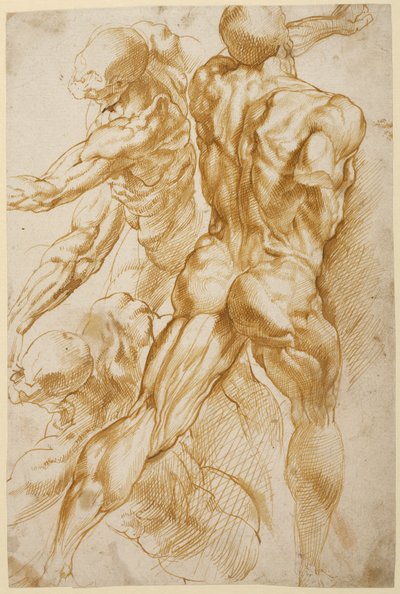 Anatomical Studies by Peter Paul Rubens