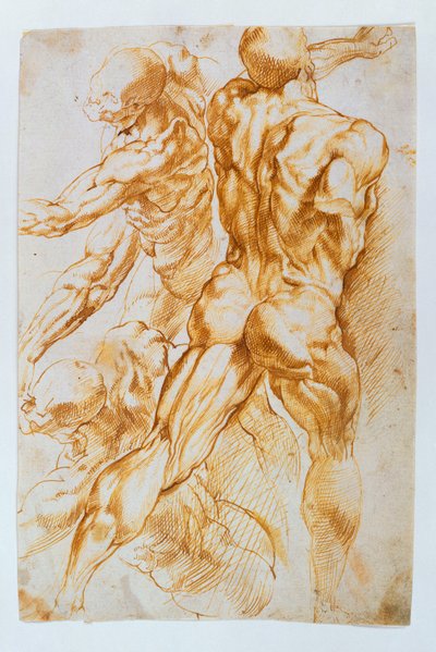 Anatomical Studies: Nudes in Combat by Peter Paul Rubens