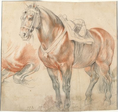 Saddled Horse. Around 1615-18 by Peter Paul Rubens