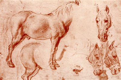 Studies of Horses by Peter Paul Rubens