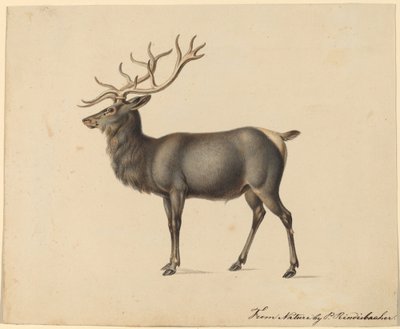 European Elk by Peter Rindisbacher