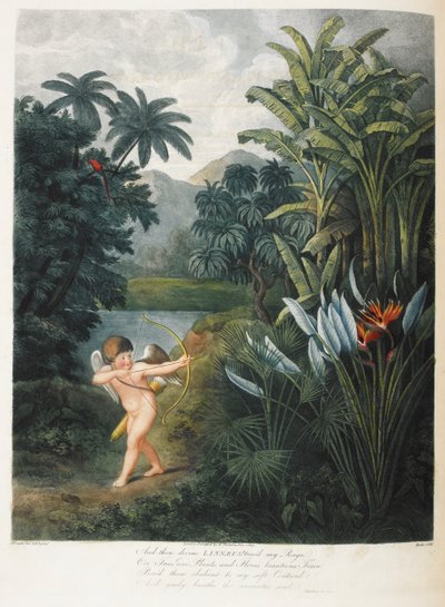 Cupid Inspiring Plants with Love by Philip (after) Reinagle
