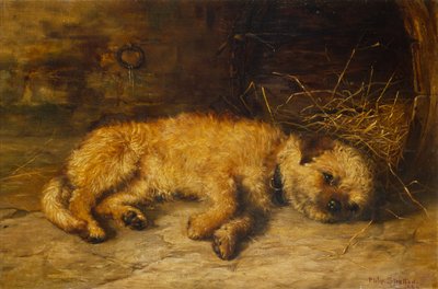 A Border Terrier Puppy by Philip Eustace Stretton