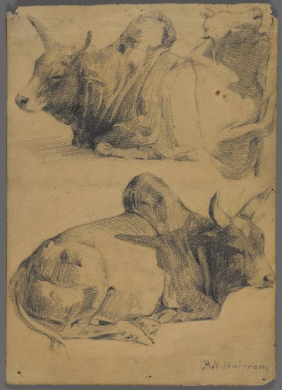 Brahman Bulls by Philip H. Wolfrom