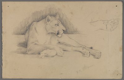 Seated Lioness by Philip H. Wolfrom