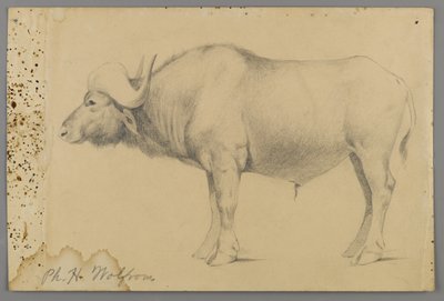 Water Buffalo by Philip H. Wolfrom