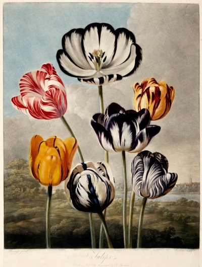 Tulips by Philip Reinagle