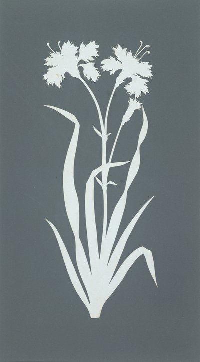 Carnation by Philipp Otto Runge