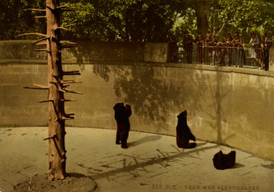 Bern. The Bear Pit. by Photochrom Zürich