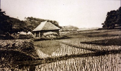 Rice Fields in Japan by Photographer Japanese
