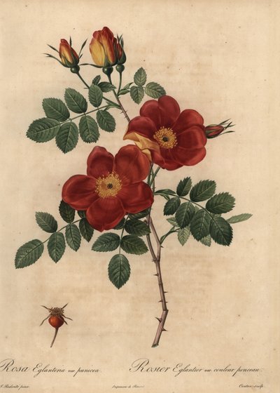 Copper rose, Rosa eglanteria by Pierre Joseph Redouté