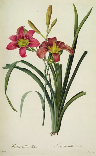 Hemerocallis fulva (lily), from 