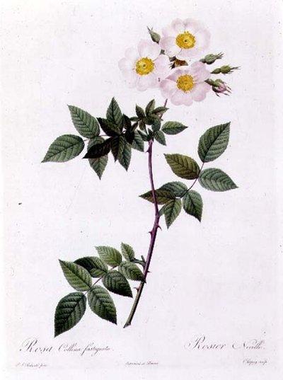 Rosa Collina fastigiata by Pierre Joseph Redouté