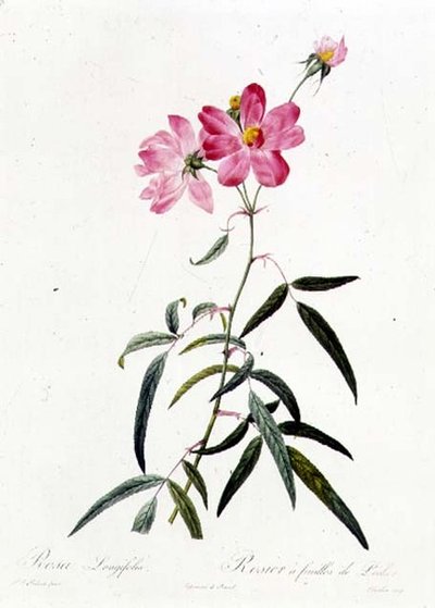 Rosa Longifolia by Pierre Joseph Redouté