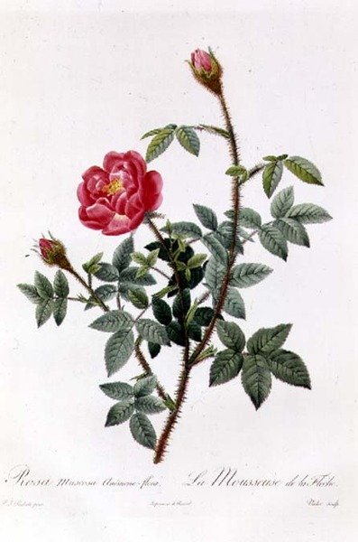 Rosa Muscosa Anemone-Flora by Pierre Joseph Redouté