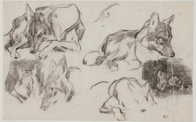 Studies of Moroccan Dogs by Pierre Andrieu