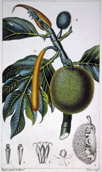 Bread Fruit by Pierre Jean Francois (after) Turpin