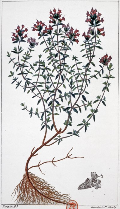 Thyme (engraving) by Pierre Jean Francois (after) Turpin