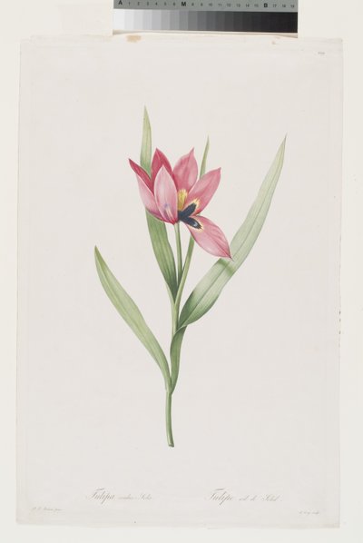 Tulip Eye of the Sun by Pierre Joseph (after) Redoute