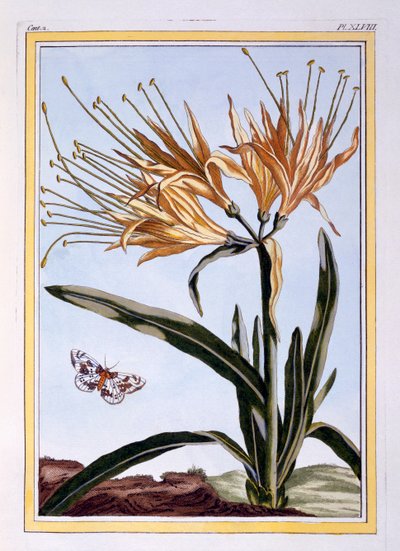 A Lily, pub. 1776 by Pierre Joseph Buchoz