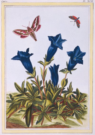 Blue Gentian Trumpet Flower by Pierre Joseph Buchoz