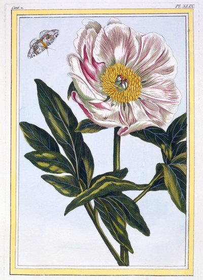 Flesh Coloured Common Paeony by Pierre Joseph Buchoz