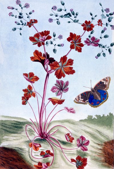 Glossy Cranesbill by Pierre Joseph Buchoz