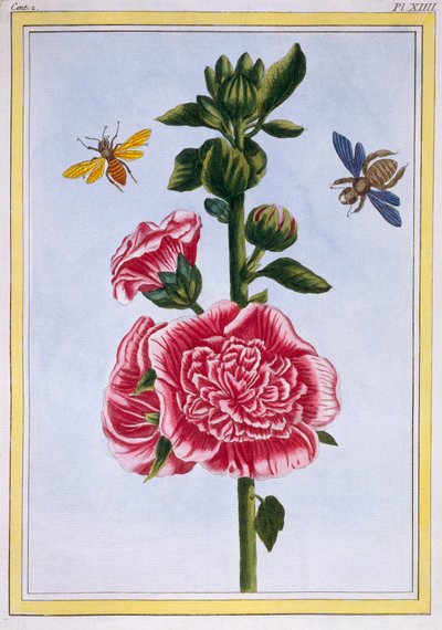 Passerose Hollyhock, pub. 1776 by Pierre Joseph Buchoz