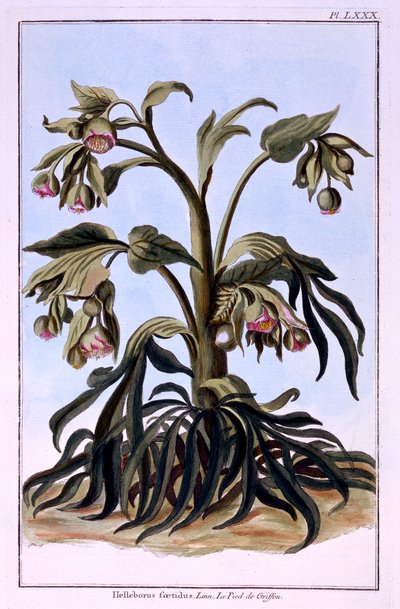 Stinking Hellebore by Pierre Joseph Buchoz
