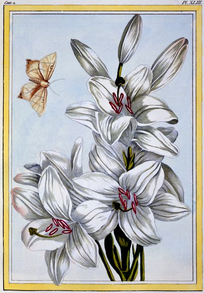 The Great White Lily by Pierre Joseph Buchoz