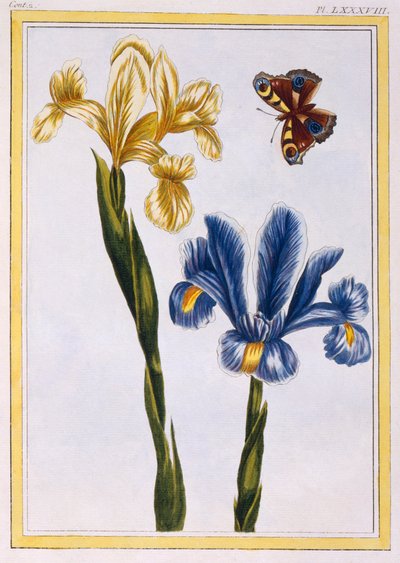 Yellow and Violet Irises by Pierre Joseph Buchoz