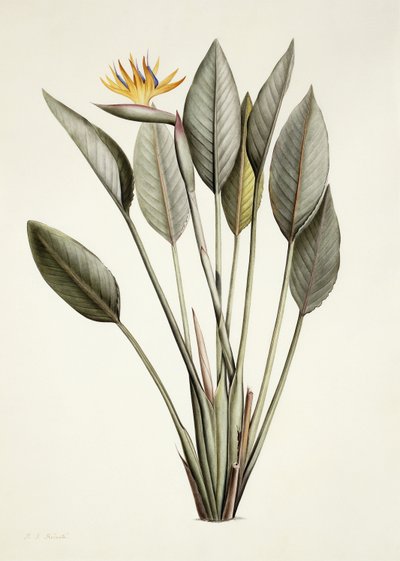 Bird of Paradise by Pierre Joseph Redouté