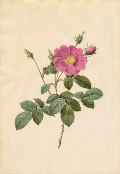 Cabbage Rose (Rosa Centifolia Simplex) by Pierre Joseph Redouté