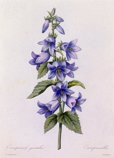 Campanula by Pierre Joseph Redouté