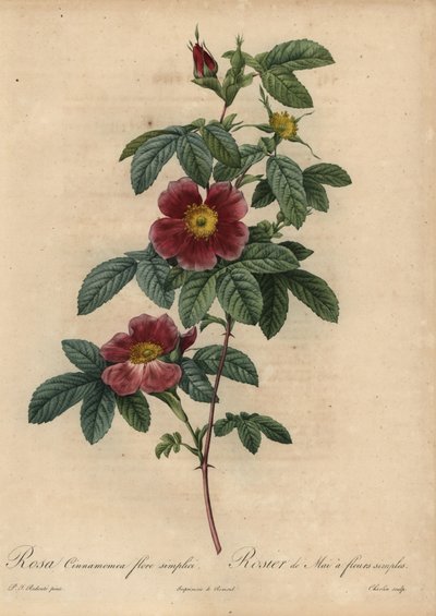Cinnamon rose, Rosa majalis by Pierre Joseph Redouté