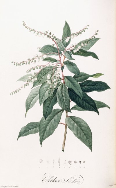 Clethra Arborea by Pierre Joseph Redouté