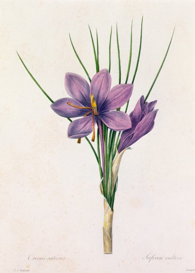Crocus Sativus by Pierre Joseph Redouté